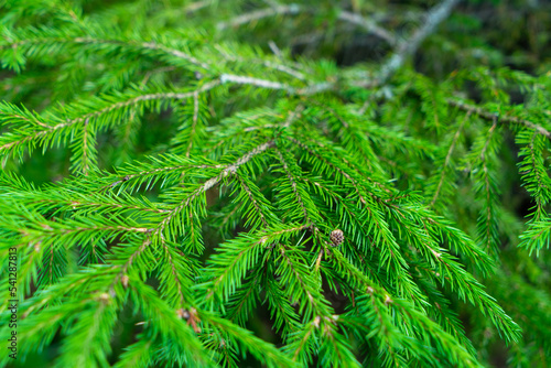 Branch of young Christmas tree close-up in summer. Conifer tree. Green spruce needles