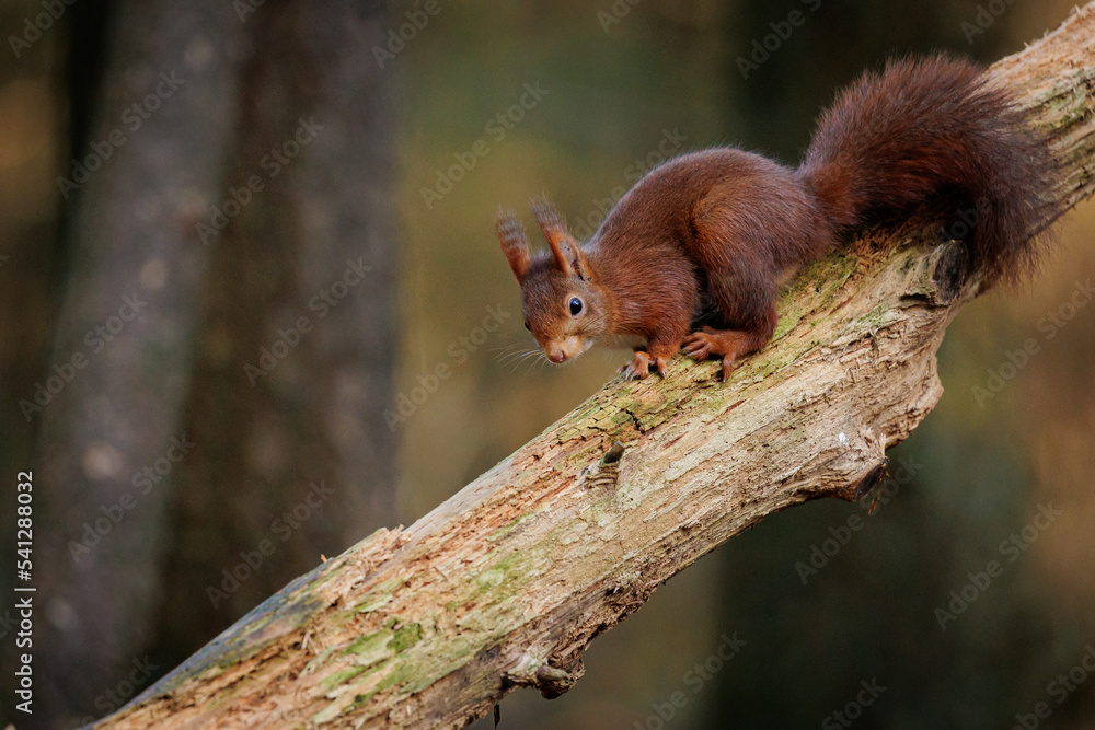 Red squirrel(Sciurus vulgaris) on a tree at the Veluwe.