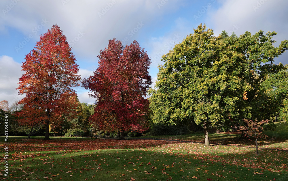 Autumn colours on show at Lake Meadows park in Billericay, Essex, UK. 