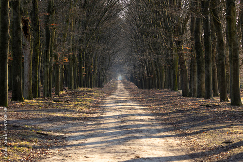 Sand road at Planken Wambuis part of the Veluwe. Road between the trees.