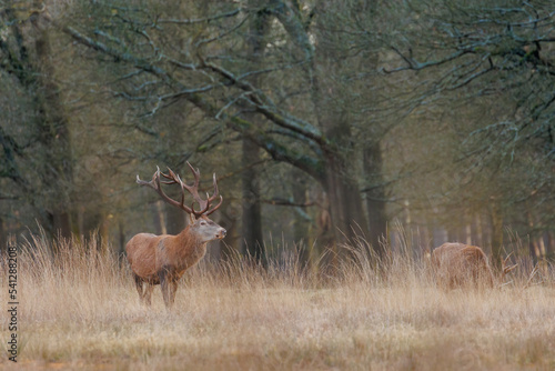Reddeer standing in the field. Red deer at national park Hoge Veluwe.