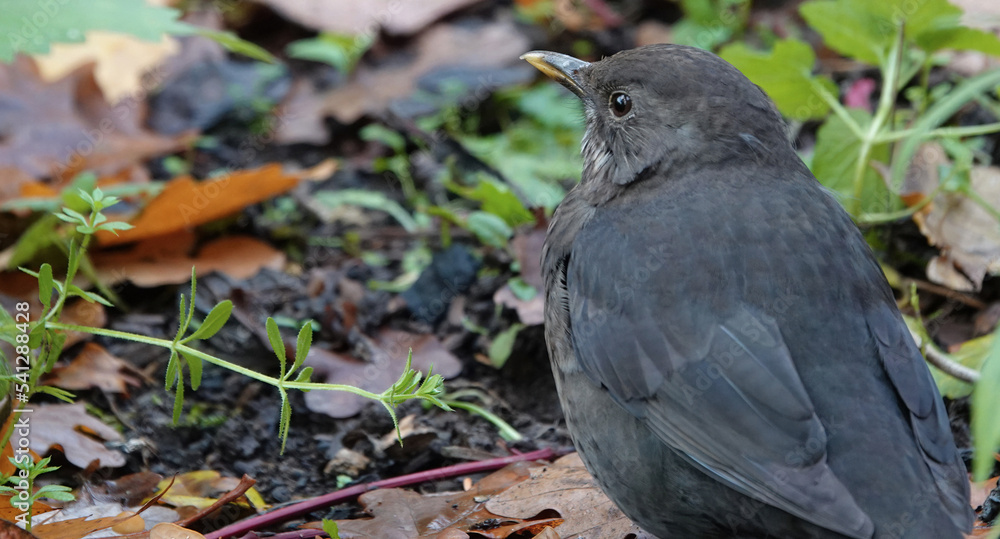 Closeup of a female blackbird sitting on the ground in a park. Closeup of a female blackbird sitting on the ground in a park.