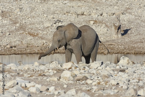 Afrikanischer Elefant (locodonta africana) am Wasserloch Olifantsbad im Etosha Nationalpark.  photo