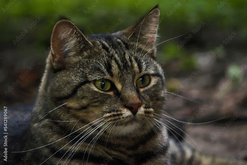 Bury kot odpoczywający w ogrodzie