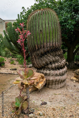 Vertical of cotyledon orbicularis plant and a cactus in the Ethnobotanical Garden of Oaxaca, Mexico. photo