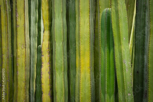 Background of cacti plants in the Ethnobotanical Garden of Oaxaca, Mexico.