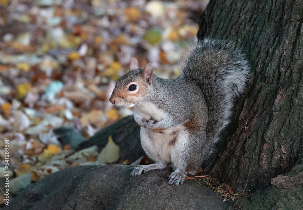 A cute grey squirrel standing under a tree on an autumn day. A cute grey squirrel standing under a tree on an autumn day.