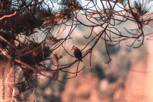 Pájaro descansando entre las ramas del árbol  