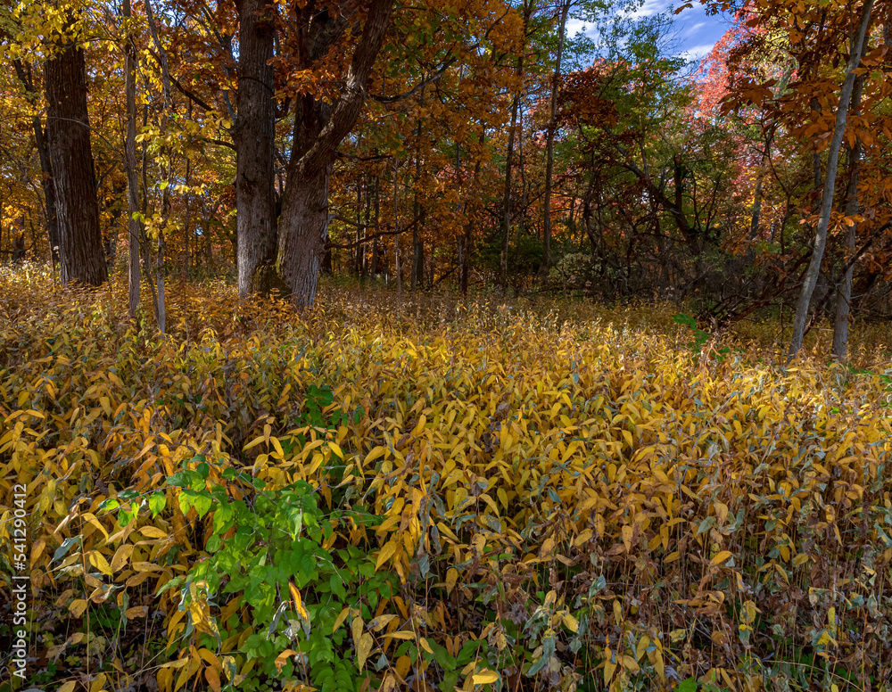 688-39 Autumn Savanna 688-39 Autumn Savanna
