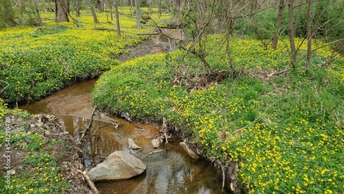 Creek Landscape with flowers