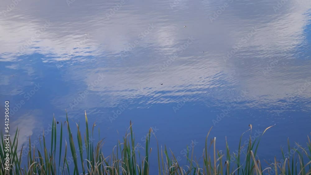 The wind swaying the reeds on the shore of the lake, in which big white cloud and the bright blue sky reflect, the background The wind swaying the reeds on the shore of the lake, in which big white cloud and the bright blue sky reflect, the background