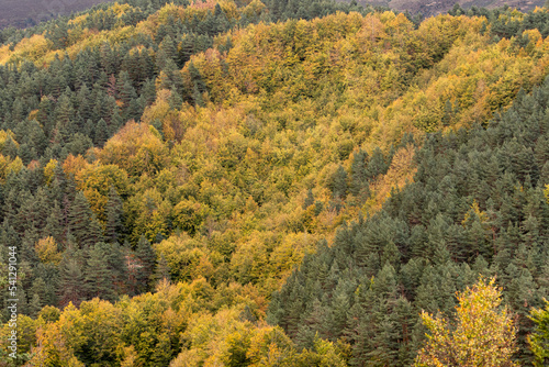 Fototapeta Naklejka Na Ścianę i Meble -  selva de irati en otoño navarra