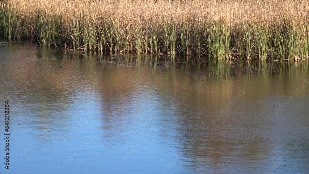 The blue sky and coastal reeds are reflected in the smooth surface of the lake on a sunny day. A gentle breeze sways the reeds near the lake. The blue sky and coastal reeds are reflected in the smooth surface of the lake on a sunny day. A gentle breeze sways the reeds near the lake.