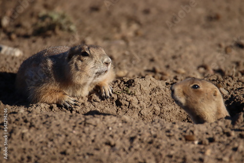 prairie dog on the ground