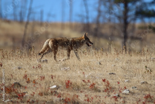 Coyote in the desert