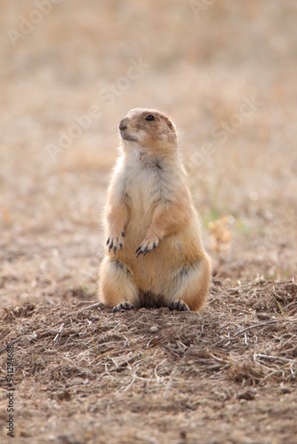 prairie dog on the ground