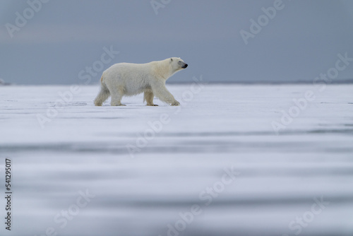 Un ours polaire marchant sur la banquise au Svalbard. 