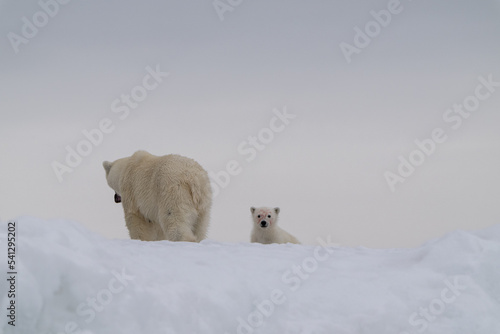 Une ourse polaire et son ourson sur une île située à l’ouest de l’île de Nordaustlandet qui fait partie de l’archipel du Svalbard dans l'océan Arctique. photo