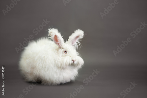 Obraz na płótnie Fluffy white rabbit of the Angora breed, on a gray background, shooting in the studio