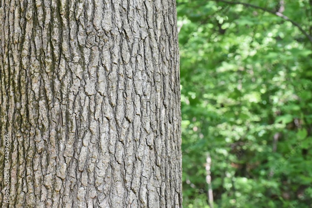 tree bark texture