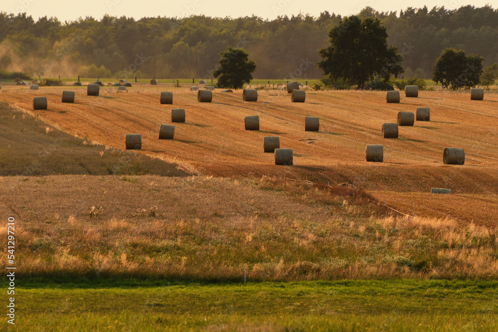 Obraz premium Owocne plony