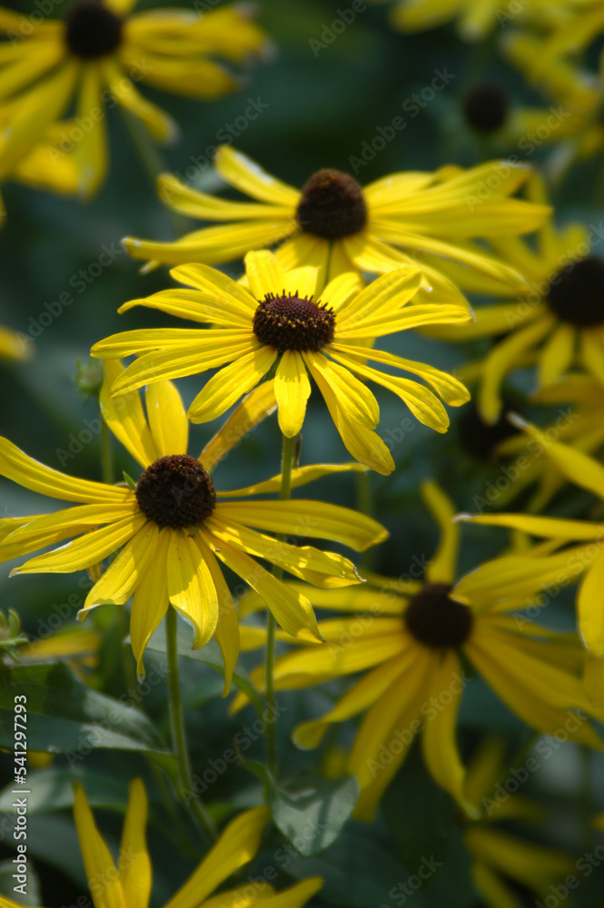 Obraz premium yellow flower