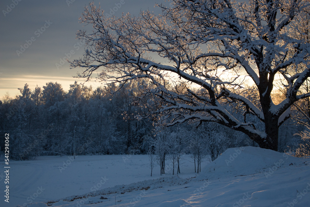 Winter landscape sunset wit a lot of snow and big oak tree