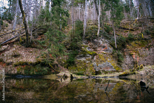 river in the forest