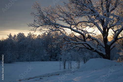 Winter landscape sunset wit a lot of snow and big oak tree