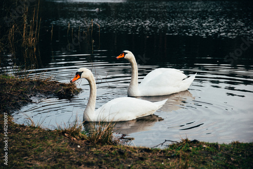 two swans swimming gracefully in a lake or pound  dark color  summer time  nature