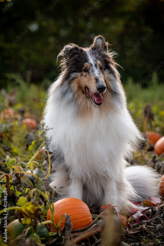 Fototapeta premium Kürbis Collies