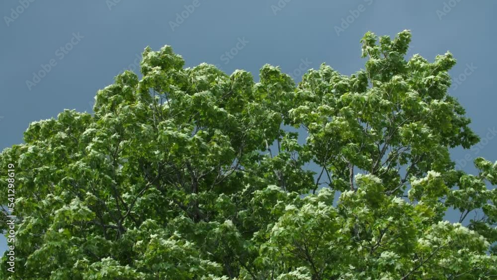 Sunlit maple tree on windy day. Suddenly becoming shady. Grey clouds. Approaching storm. Sunlit maple tree on windy day. Suddenly becoming shady. Grey clouds. Approaching storm.