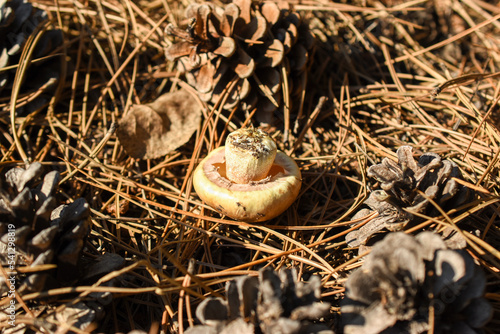 Mushroom (Suillus luteus) lies on a forest floor with dry needles and pine cones