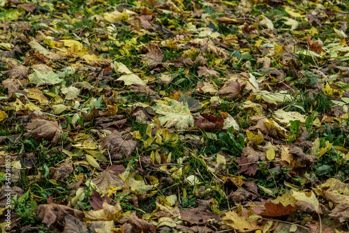 Fallen Autumn Golden And Brown Leaves