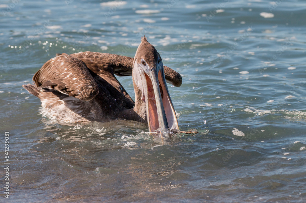 Fototapeta premium feeding young brown pelican at Urbina Bay, Isabela, Galapagos