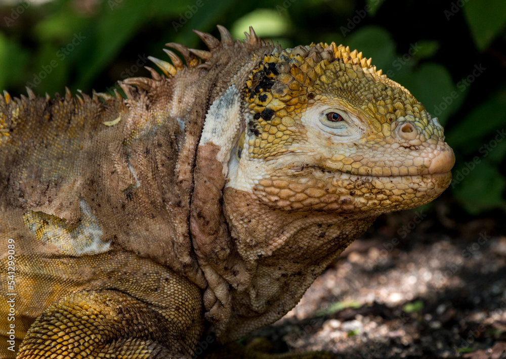 Obraz premium portrait of land iguana, Urbina Bay
