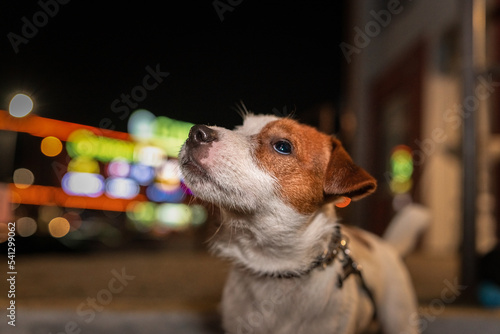 Young beautiful purebred jack russell terrier on a walk in the city at night in neon light.