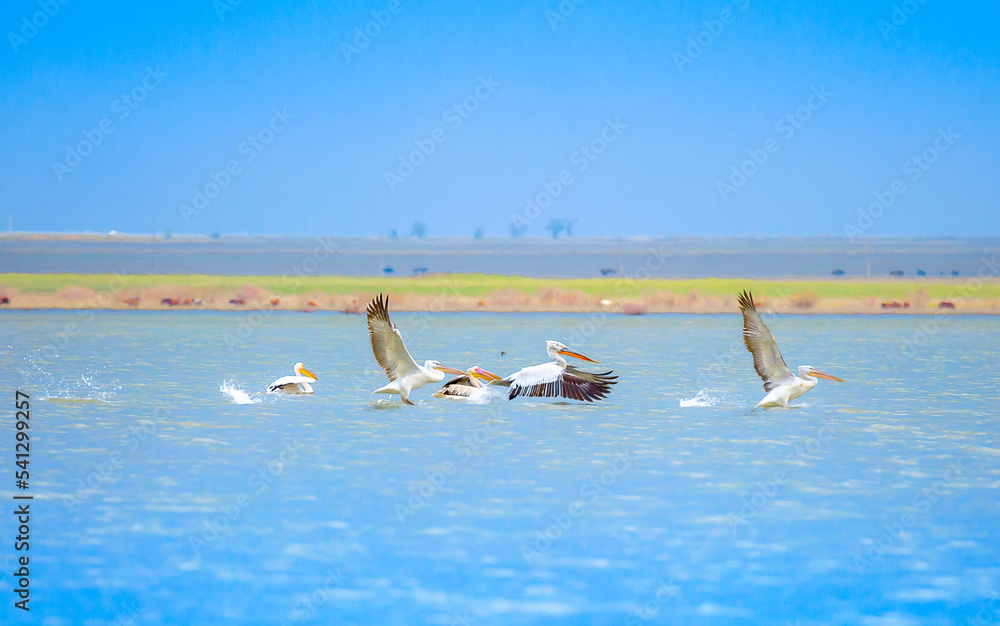 A flock of pelicans walks on a blue lake. Flying pelicans in the blue sky. Waterfowl at the nesting site.