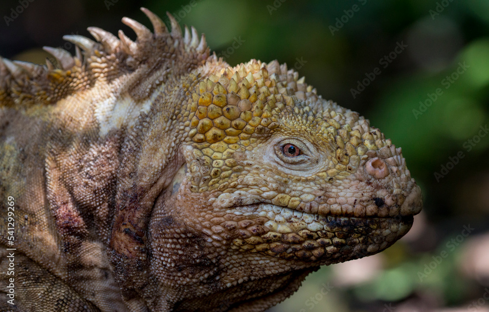 Fototapeta premium land iguana portrait