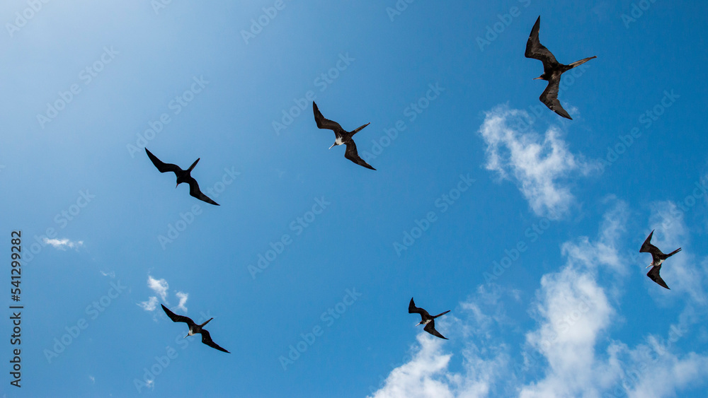 Silhouettes of magnificent frigate birds flying around a boat, Galapagos Islands, Ecuador