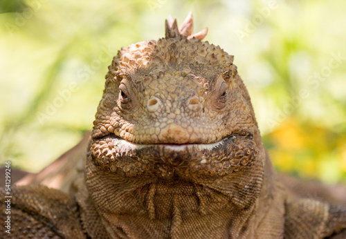 land iguana face photo