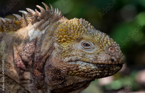 Fototapeta Naklejka Na Ścianę i Meble -  land iguana portrait