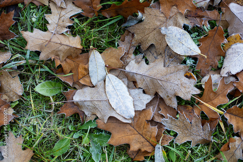dry oak leaves and with green grass in frost lie on the ground in autumn.