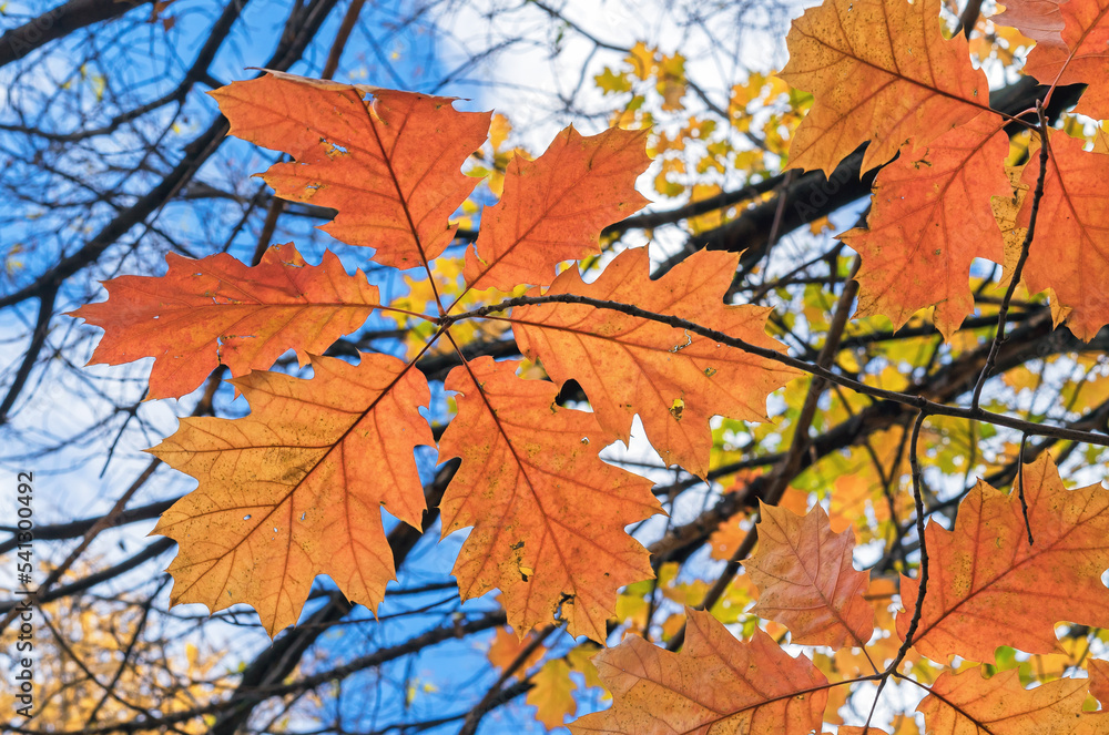 Orange leaves of narrow-leaved maple against the blue sky. Orange leaves of narrow-leaved maple against the blue sky.
