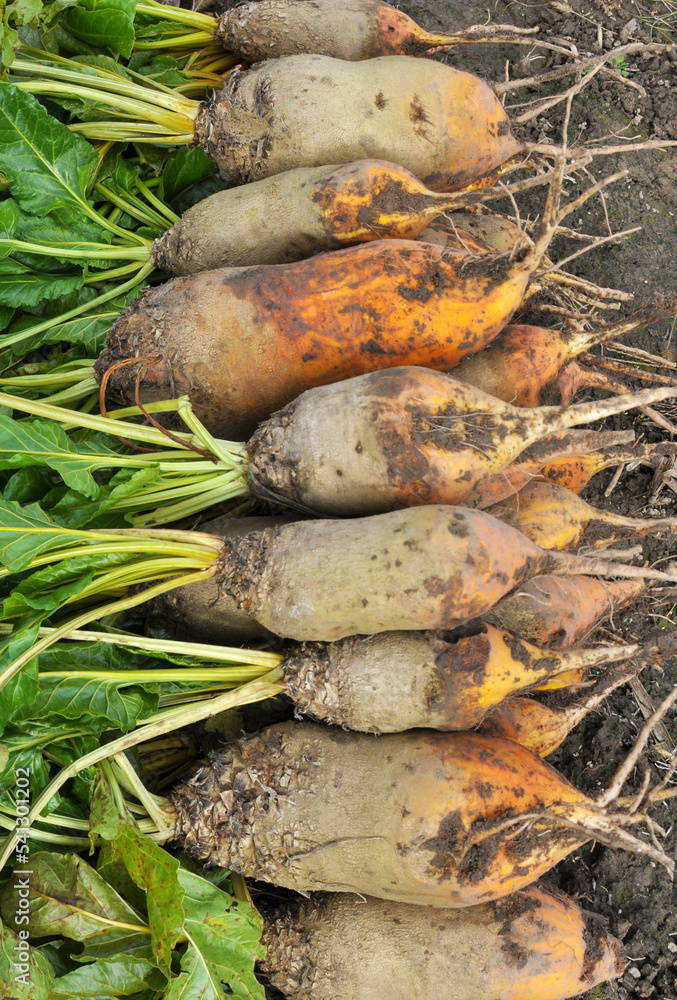 In the field on the pile are fodder beets In the field on the pile are fodder beets