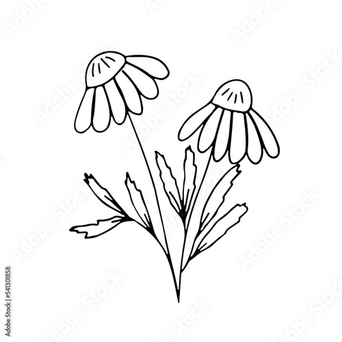 FLower in hand drawn doodle style. Vector illustration for postcard decor.