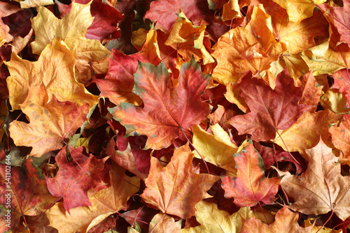 Autumn background - colorful maple leaves. Top down view