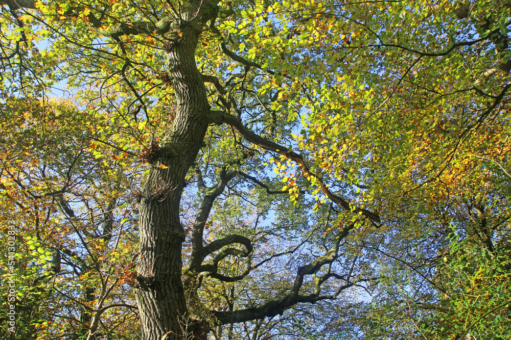 Beech trees in Autumn	