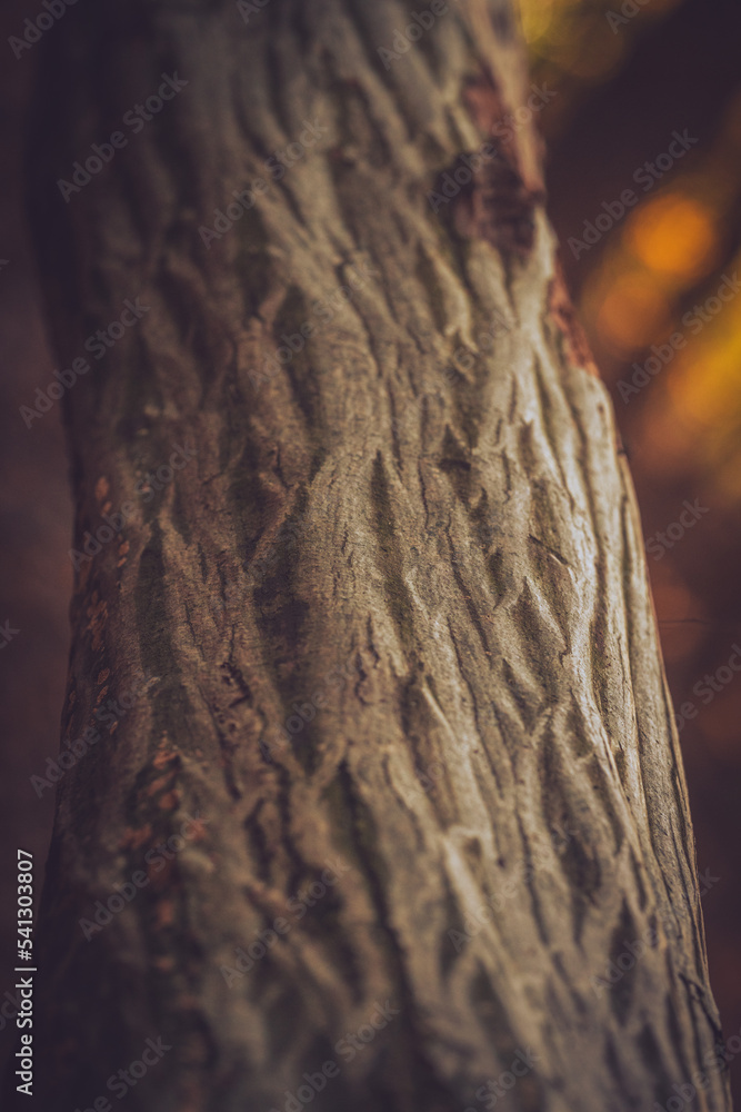 Close up of a tree texture pattern Close up of a tree texture pattern