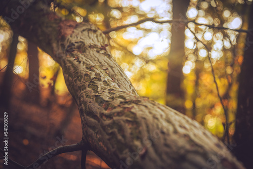 Close up of a tree texture 